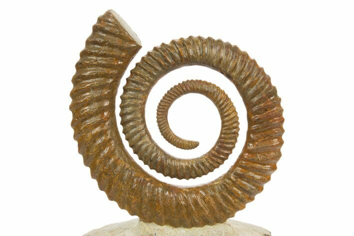Early Devonian Ammonoid (Anetoceras) - Tazarine, Morocco #320848